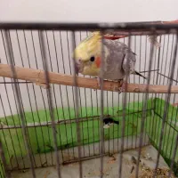 عروس سخنگو