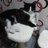 واگذاری گربه خونگی