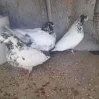 پرنده کبوتر