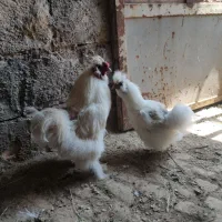 مرغ و خروس ابریشمی