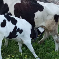 یک راس گاو وگوساله