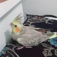 جوجه عروس اهویی