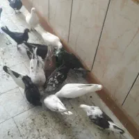کفتر