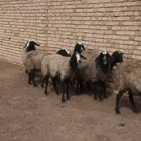 گوسفند نژاد شال