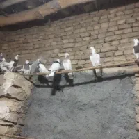 جوجه طوقی