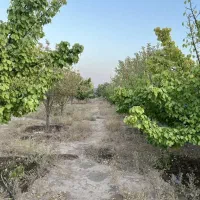 باغ باغچه ویلازمین شاهنامه گوارشک دیاکو اقساطی چکی|فروش زمین و ملک کلنگی|مشهد, توس فردوسی|دیوار