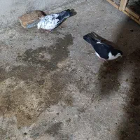 سوسکی سیاه طاقدوم سیاه ماده