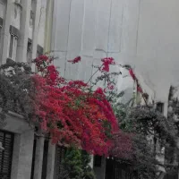 پیش فروش واحد ۲۵۰ متری لوکس / گلسار/ ویلانو