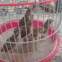 سهره خاکی نر یک ماه ونیمه
