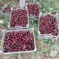 فروش یک تن گیلاس صادراتی سوپر لوکس تک دانه