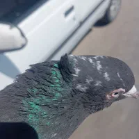 منباب