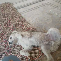 سگ سیگار دوست