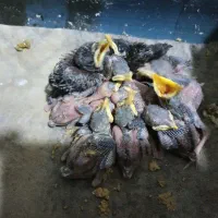 جوجه مینای ورامینی