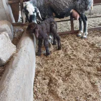 میش و بره