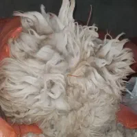پشم گوسفند