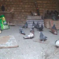 کبوتر بالجبذ