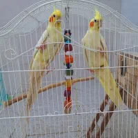جفت عروس هلندی مولد+۲تا جوجه+قفس