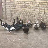 ۱۰ عدد اردک اسرائیلی