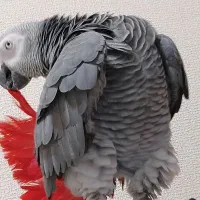 کاسکو سنگال کاکاریکی اکلکتوس قفس ملزومات پرندگان