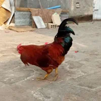 خروس