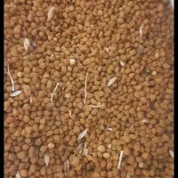 نخود مناسب لپه