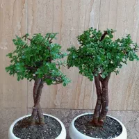 گیاه طبیعی بنسای