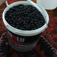 تمشک طبیعی جنگلی