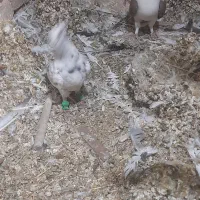 کبوتر