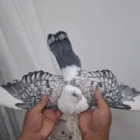 کفتر پاپر