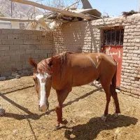 اسب 4ساله با تجهیزات کامل جوان و آماده سواری