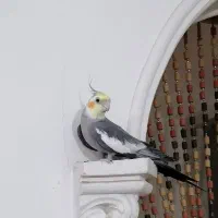 عروس هلندی