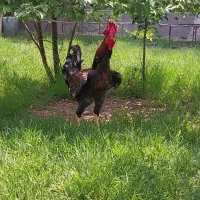 خروس دورگه بسیار بلند و جوان یک ساله