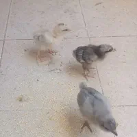 سه عدد جوجه برهما