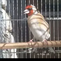سهره نر بخون