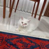 گربه پرشین اصیل