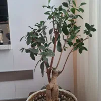 بونسای چند ساله قدیمی