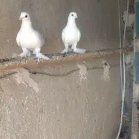 قرمزگوز