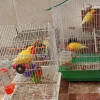 س جفت طوطی کوتله