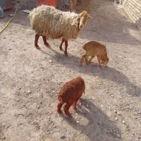 یگ راس میش جملی