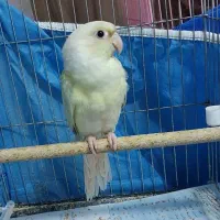 طوطی گرینچیک مونچیک جوان