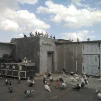 42عددکفتررنگی همه نر