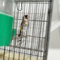 سره نر مست