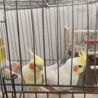 جفت عروس هلندی مولد