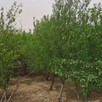 باغچه-هزار-متری-4-دیواری-فروش-فوری