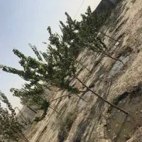 معاوضه-باغ-با-اپارتمان-یا-مغازه-هم-قیمت-خودش