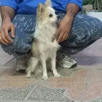 سگ پامرانین تریکالر.