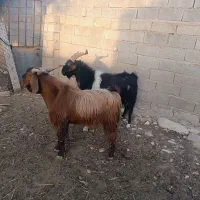پازن