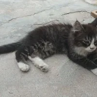 گربه بچه پرشین