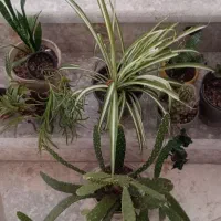کاکتوس گل کالانکوئد گل لدبوریا سوکیالیس و ۰۰۰