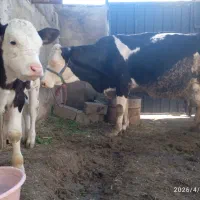 گاو شیریسیمیتال با گوساله نر مونت بیلیارد